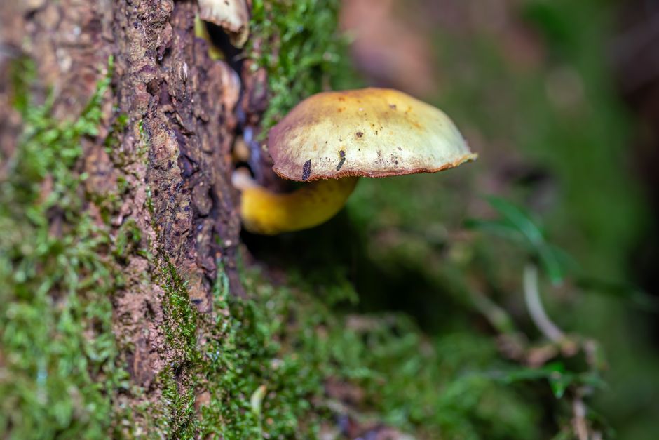 Close-up photograph of a small mushroom growing at the base of a tree trunk covered in green moss and brown bark. The mushroom has a yellowish-brown cap with a slightly darker center and a rounded, convex shape, with the edge of the cap slightly curled downward. The scene appears to be in a damp, forested environment with blurred natural background elements. This natural setting highlights the mushroom's delicate features and its position on the mossy tree trunk, relevant to natural environments in the context of home relocation or moving logistics when locating or disposing of natural debris or outdoor items during packing and loading processes managed by Man with Van Chadwell Heath.